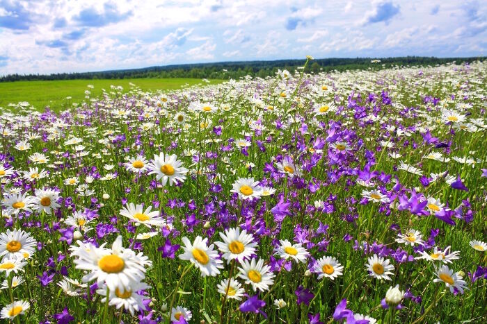 meadow in Poland