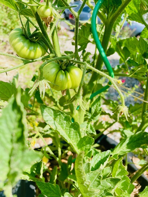 tomatoes in my healing garden