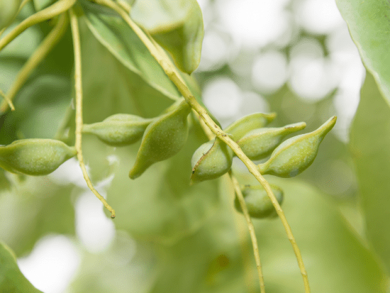 Kakadu Plum tree